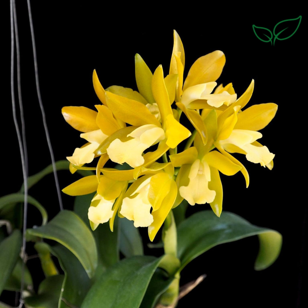 Cattleya Chocolate Drop Yellow Crystal Seedling Size - plant store® 