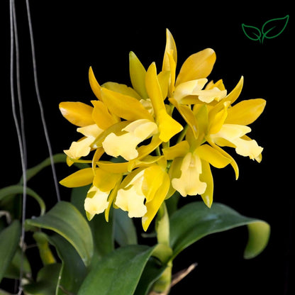 Cattleya Chocolate Drop Yellow Crystal Seedling Size