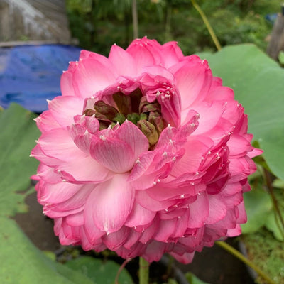 Paneer Rose Lotus Tuber