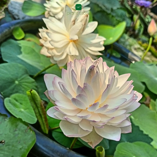 Lotus Amery Camelia Tuber - plant store® 