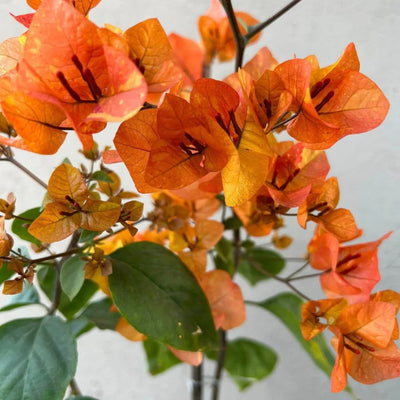 Tanglong Peach Bougainvillea
