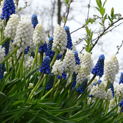 Muscari Bulbs (Dark Blue & White)