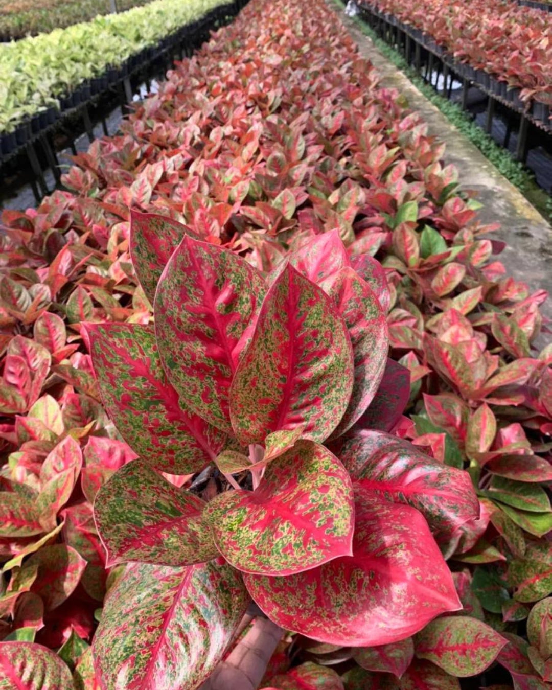 Aglaonema Red Stardust Rare Imported Variety Natural Live Plant