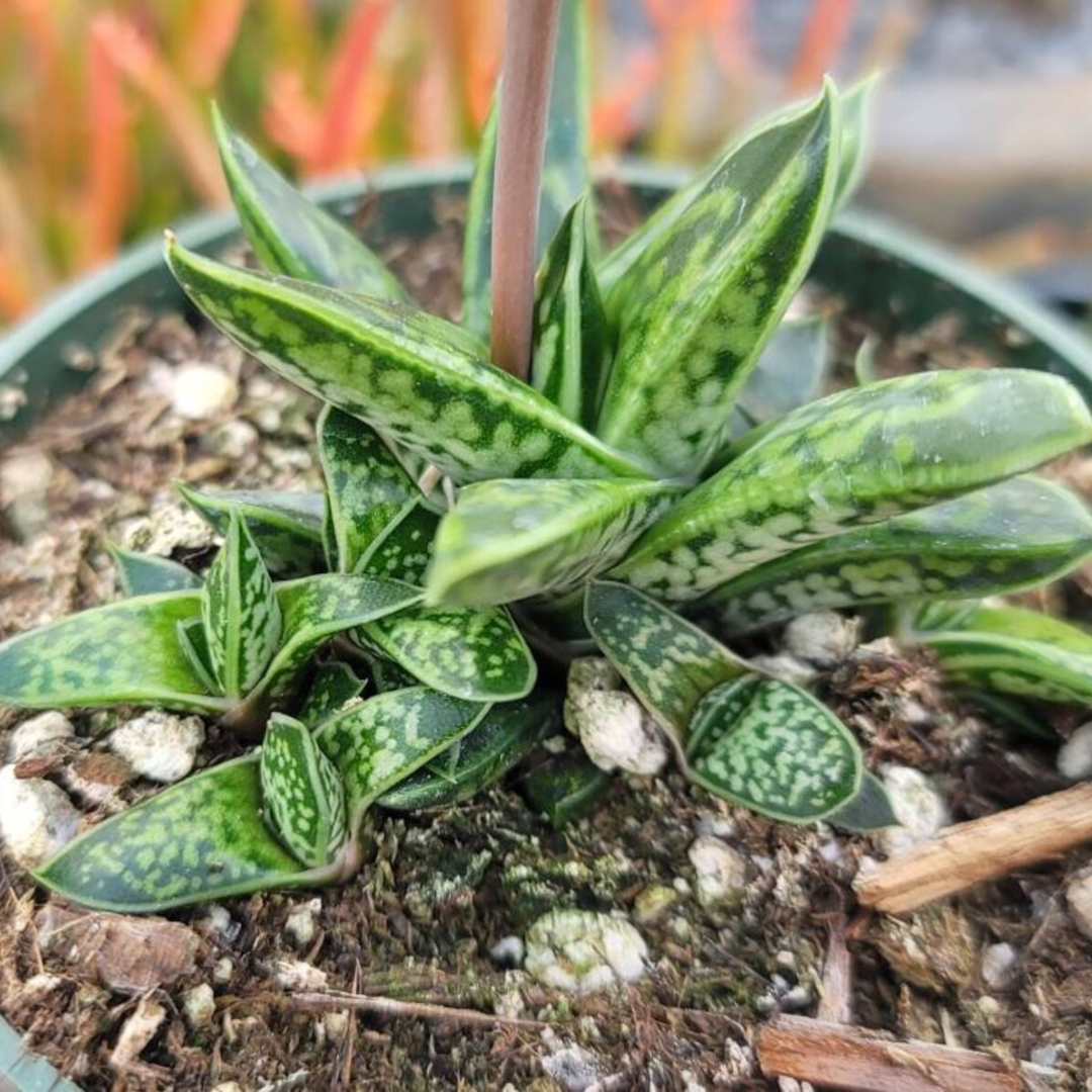 Gasteria Liliputana (Bare Rooted) - plant store® 