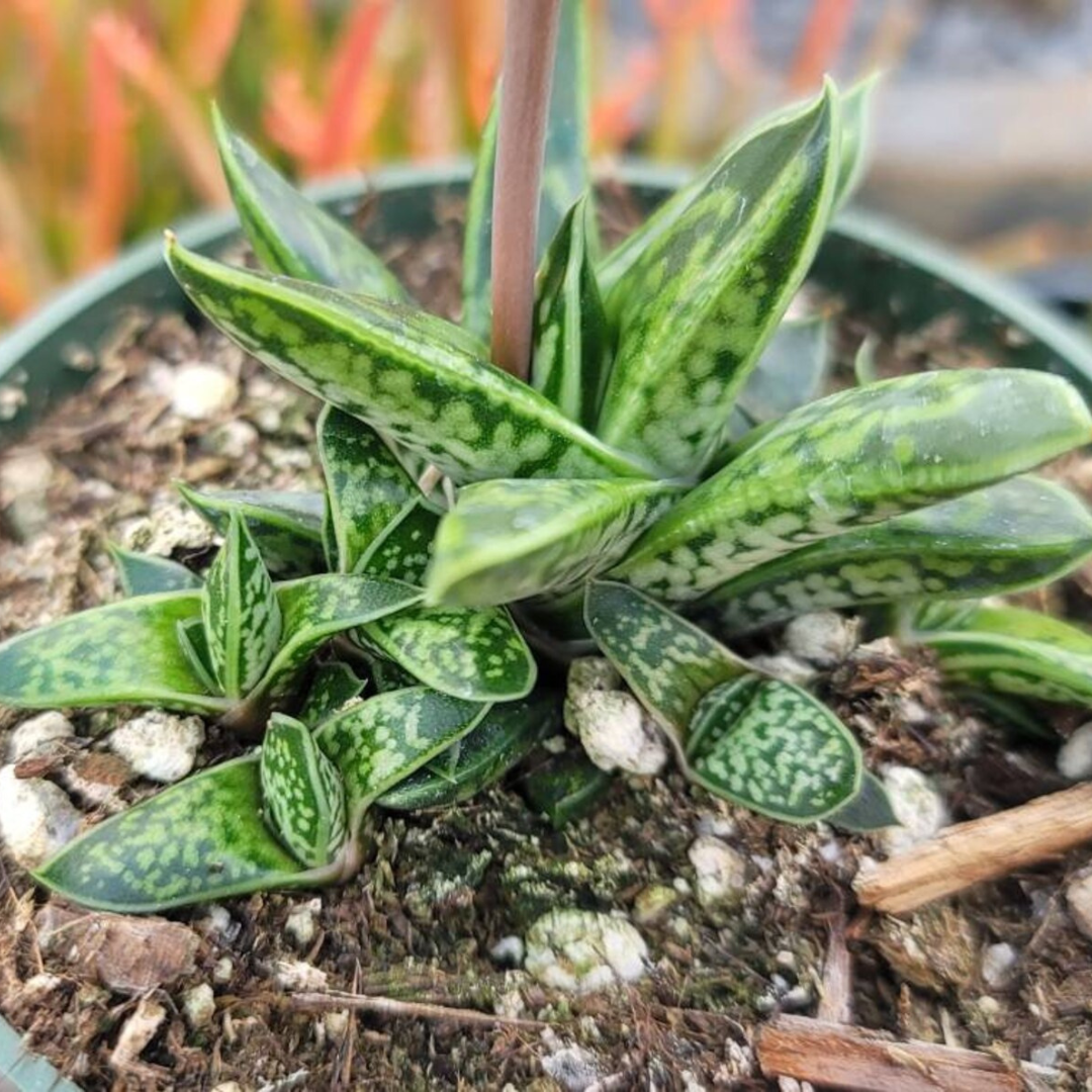 Gasteria Liliputana (Bare Rooted)