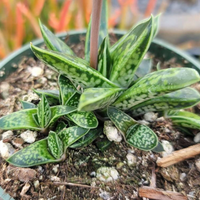 Gasteria Liliputana (Bare Rooted) - plant store® 