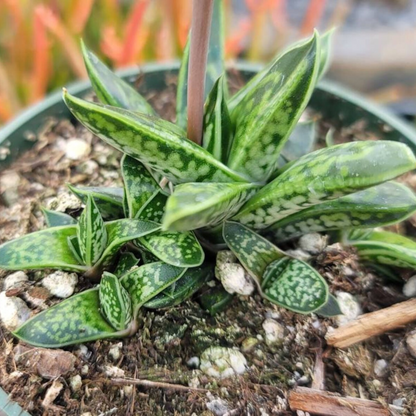 Gasteria Liliputana (Bare Rooted)