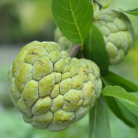 Green Custard Apple Grafted Tree