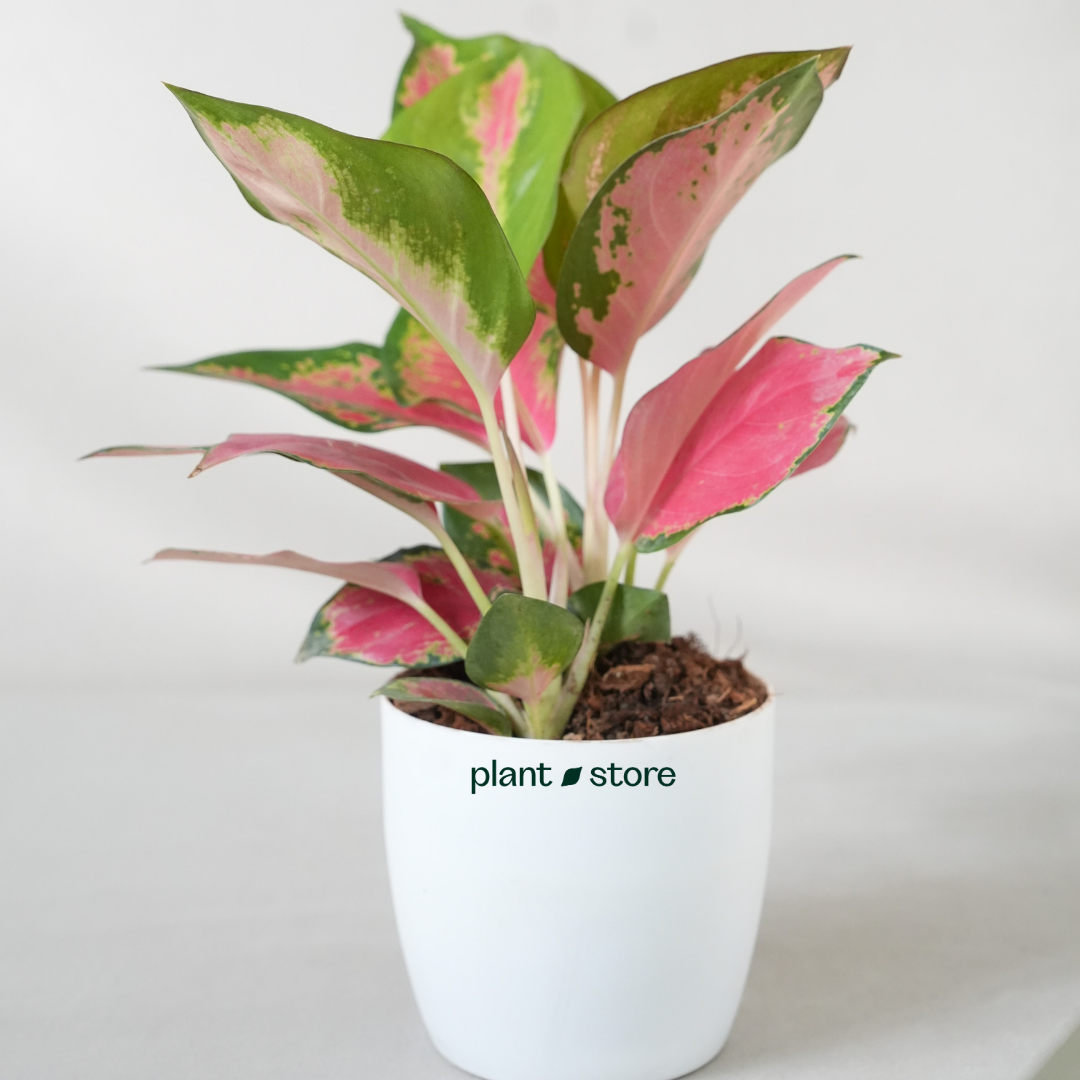 Pink Elegance Plant Duo - Aglaonema Lady Valentine (Small) & Aglaonema Thai Pink Beauty