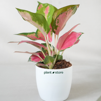 Pink Elegance Plant Duo - Aglaonema Lady Valentine (Small) & Aglaonema Thai Pink Beauty