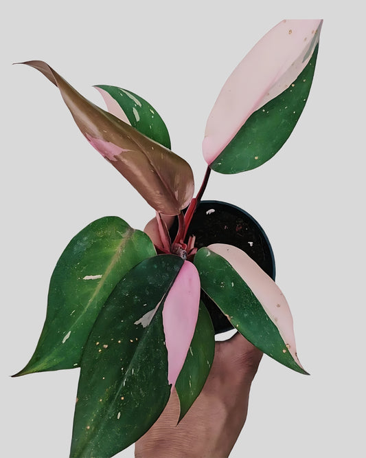 Philodendron Erubescens - Pink Princess