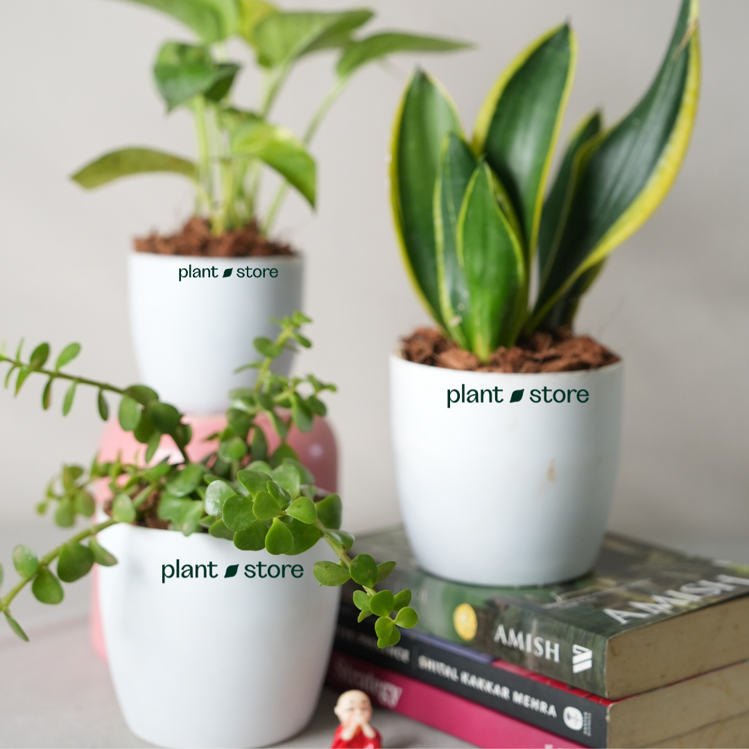 Good Fortune Plants Bundle : Money, Snake Jade Plants with Pot