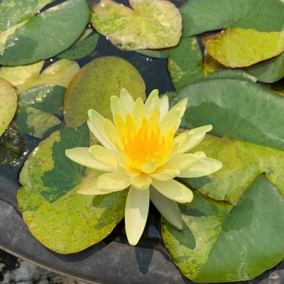 Tong Longya Variegated Leaf Hardy Waterlily