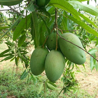 Imam Pasand Mango Grafted Tree