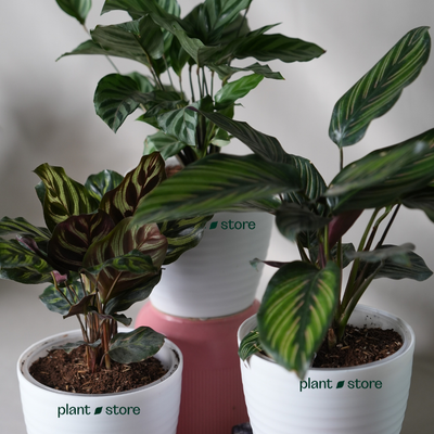 Tropical Calathea Trio
