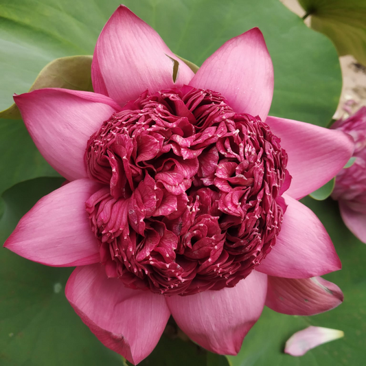 Thammo Lotus Tuber