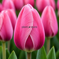 Dutch Tulip Big Love Flowering Bulbs (Netherland Imported)