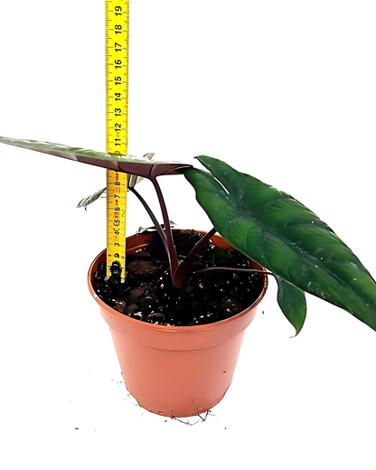 Alocasia Scalprum