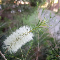 Bottle Brush Flower