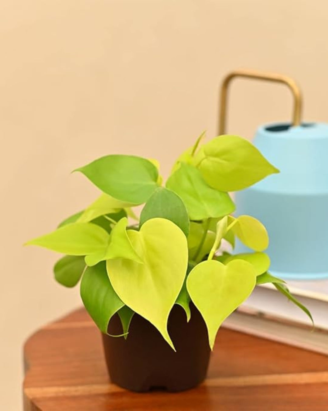 Philodendron Oxycardium Golden