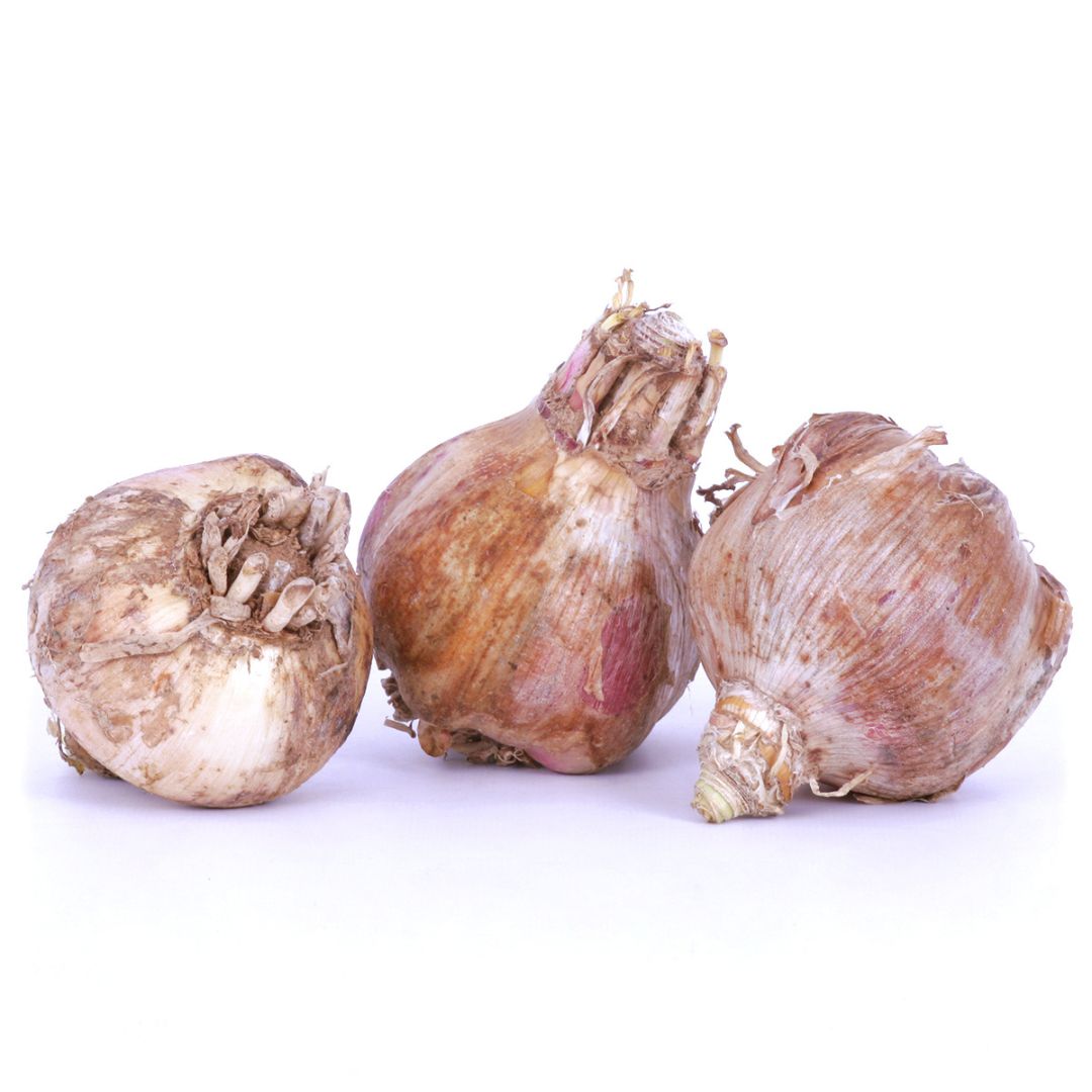 Crinum Lily (White) Bulbs