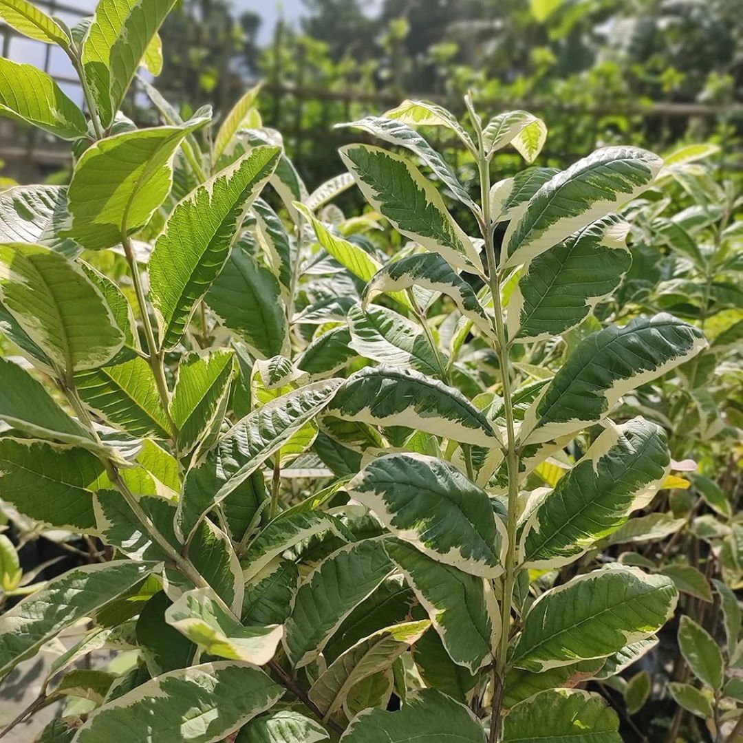 Variegated Guava Grafted Plant