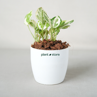 Grih Sukh Shanti Plants Bundle