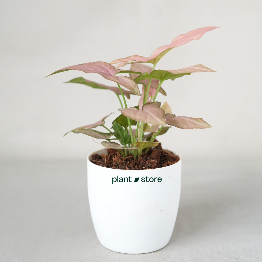 Syngonium Mickey