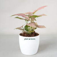 Syngonium Mickey