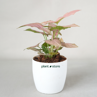 Syngonium Mickey