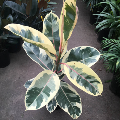 Rubber Plant Tineke, Ficus Elastica