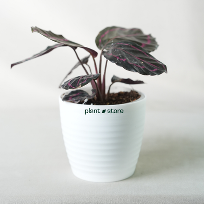 Calathea Medallion