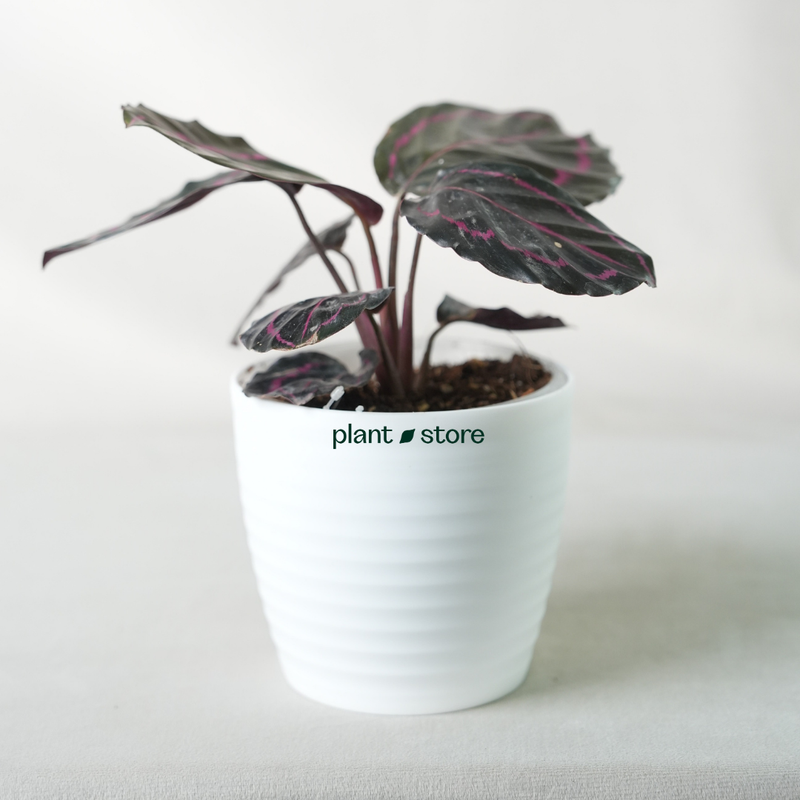 Calathea Medallion