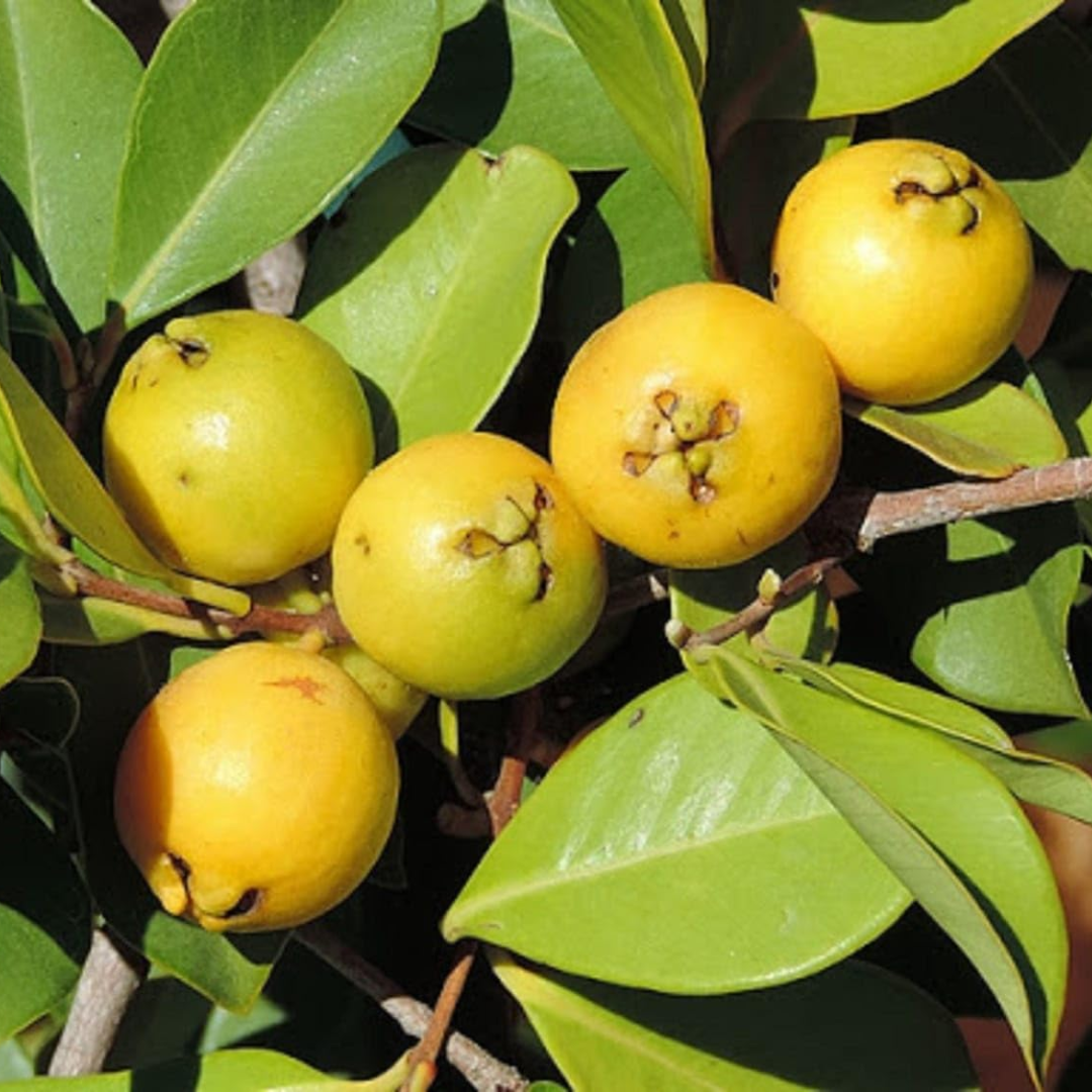 Yellow Strawberry Guava Grafted Tree
