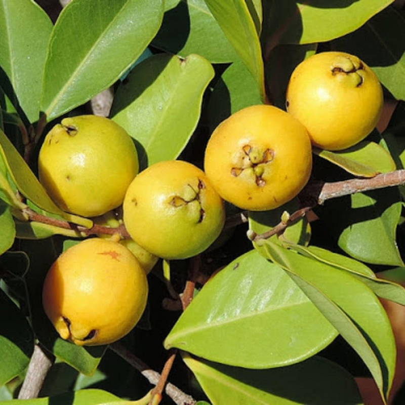 Yellow Strawberry Guava Grafted Tree