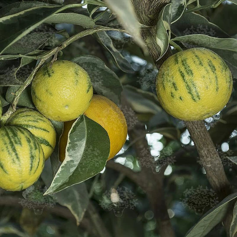 Lemon (Nimbu) Variegated Grafted Tree