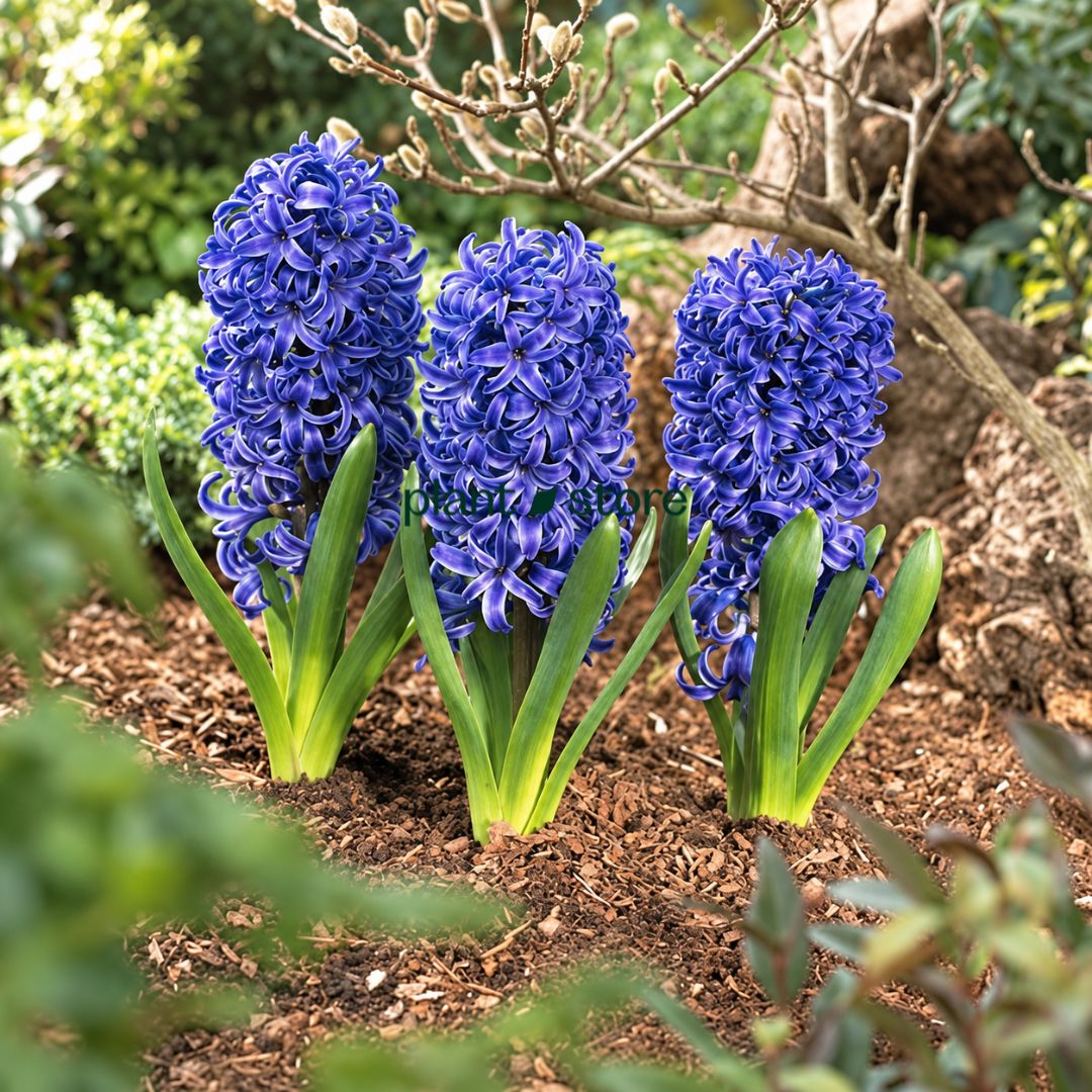 Hyacinth - Aqua Flower Bulbs (Imported)