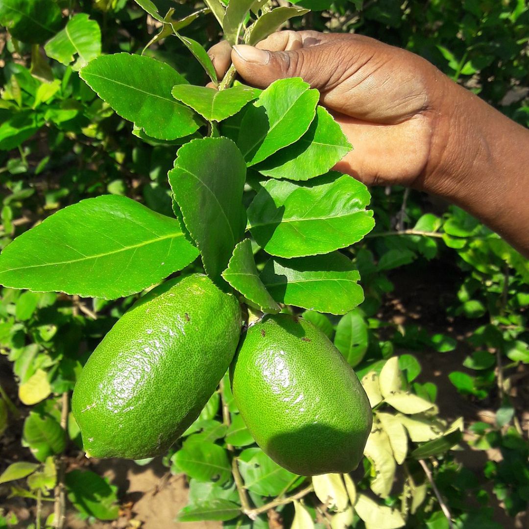 Gandharaj Lemon (Nimbu) Grafted Tree