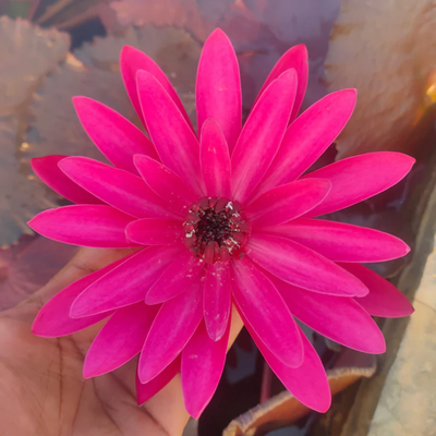 English Rose Tropical Waterlily (Night Bloomer)