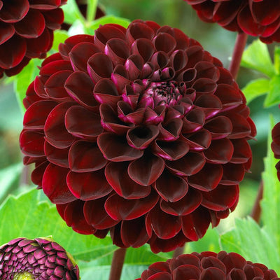 Pom Pom Dahlia (Mix Colour) Bulbs