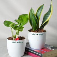 Air Purifier Duo - Snake And Money Plant With Pot
