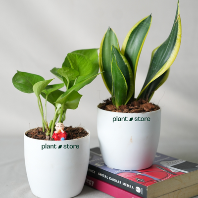 Air Purifier Duo - Snake And Money Plant With Pot