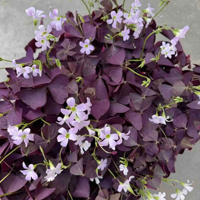 Oxalis Bulbs
