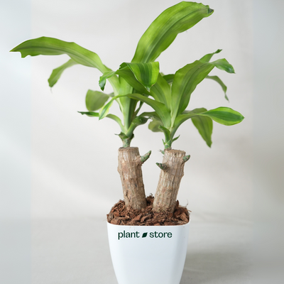 Brazilian Wood Plant – Double Head (Bloomed)