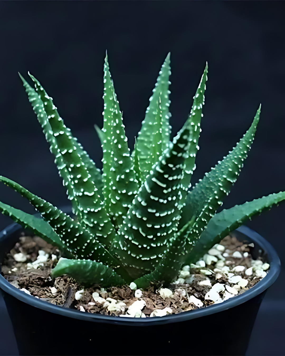 Haworthia Zebra Succulent with Pot