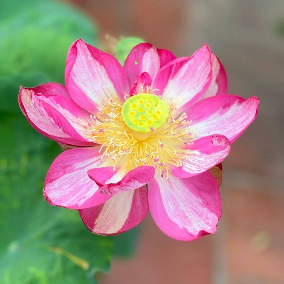 Joker Lotus Tuber