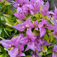 Purple Panther Taiwan Grafted Bougainvillea Plant