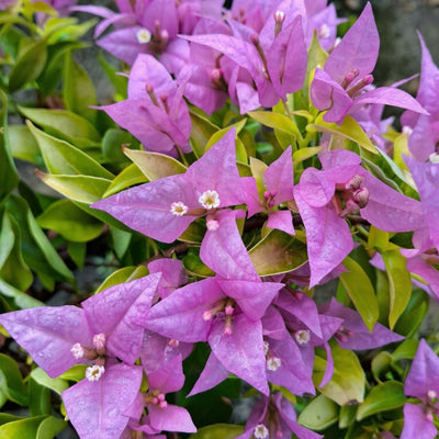 Purple Panther Taiwan Grafted Bougainvillea Plant