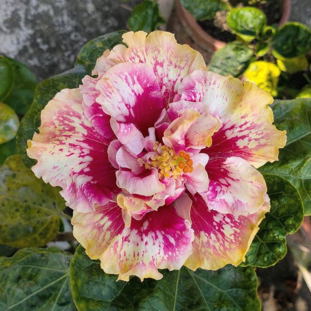 Princess Kaiulani' Hibiscus