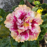Princess Kaiulani' Hibiscus